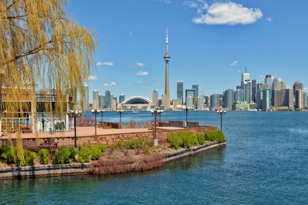 The skyline of Toronto with a weeping willow in the foreground